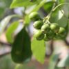 sandalwood indian essential oil 2