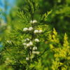 siam wood essential oil 2