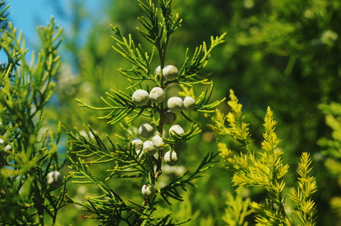 siam wood essential oil 2