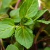 spearmint essential oil 2