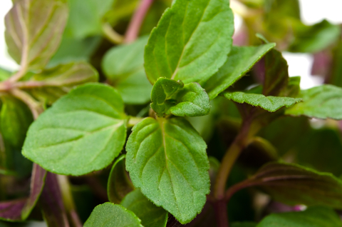 dreamstime_xs_spearmint spearmint essential oil 2