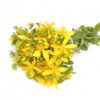 dreamstime_xs_StJohswort-450x360 st. johnswort essential oil 2