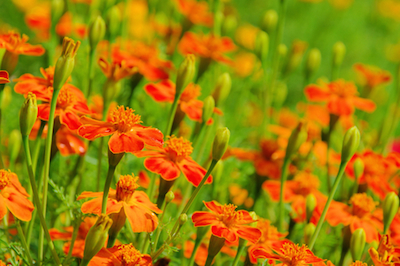 dreamstime_xs_34436692Tagetes etageres essential oil 2