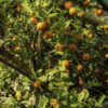 dreamstime_xs_47624750Tangerine tangerine essential oil 2