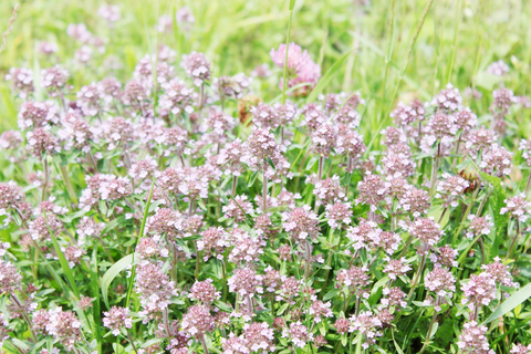 dreamstime_xs_39751841-Thyme thyme essential oil thymol chemotype 2