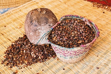 dreamstime_xs_26342755ArganSeeds argan botanical oil