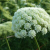 carrot seed oil
