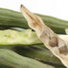 dreamstime_xs_37079800MoringaSeed moringa seed botanical oil 3