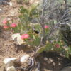 WSCactus prickly pear botanical oil 2