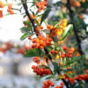 dreamstime_xs_34305690-Seabuckthorn seabickthorn seed botanical co2 extract 2
