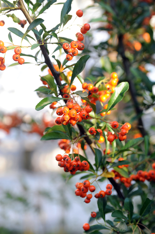 dreamstime_xs_34305690-Seabuckthorn seabickthorn seed botanical co2 extract 2