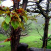 dreamstime_xs_1480671Monsoons majmua attar 2