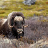 dreamstime_xs_54986090MuskOx botanical musk attar 2