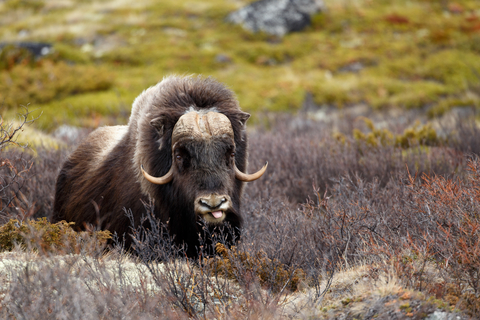 dreamstime_xs_54986090MuskOx botanical musk attar 2