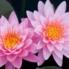 dreamstime_xs_PinkLotus-400x267 kamala attar 2