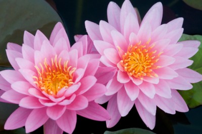 dreamstime_xs_PinkLotus-400x267 kamala attar 2