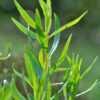 dreamstime_xs_53228631Tarragon tarragon essential oil 2