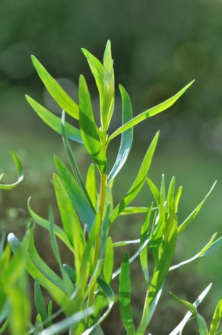 dreamstime_xs_53228631Tarragon tarragon essential oil 2