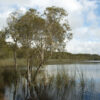 tea tree essential oil2
