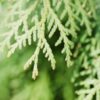 thuja essential oil 2