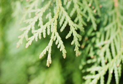 dreamstime_xs_thuja-400x274 thuja essential oil 2