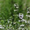 thyme essential oil borneol chemotype 2