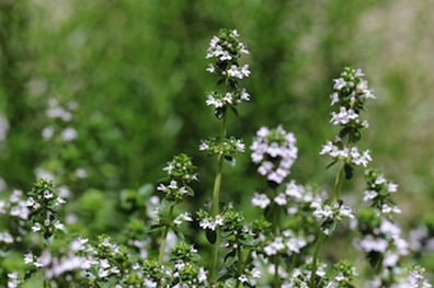 dreamstime_xs_25238481ThymeS thyme essential oil borneol chemotype 2