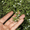 dreamstime_xs_15840629ThymeLinalol thyme essential oil linalol chemotype