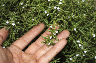 dreamstime_xs_15840629ThymeLinalol thyme essential oil linalol chemotype