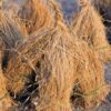 vetiver essential oil 3