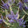vitex essential oil 2