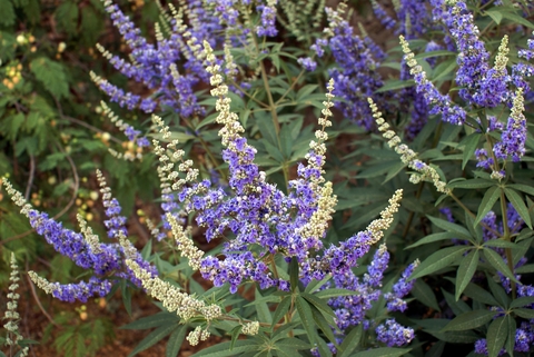 dreamstime_xs_66976016VitexBush vitex essential oil 2