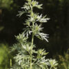 dreamstime_xs_31860913Wormwood-199x300 wormwood essential oil 2