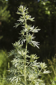 dreamstime_xs_31860913Wormwood-199x300 wormwood essential oil 2