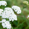 dreamstime_xs_50212595Yarrow yarrow essential oil 2