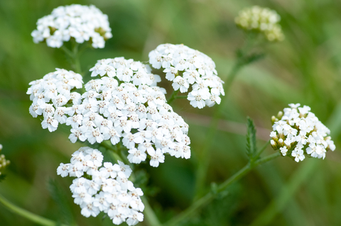 dreamstime_xs_50212595Yarrow yarrow essential oil 2