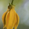 dreamstime_xs_33029928Ylang-199x300 ylang ylang complete essential oil 2