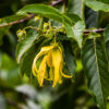 ylang ylang essential oil 2