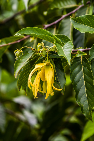 dreamstime_xs_42822555YlangYlang ylang ylang essential oil 2