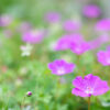 zdravets essential oil 2