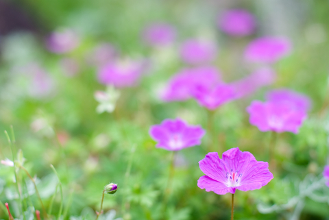 dreamstime_xs_23734396Zdravets zdravets essential oil 2