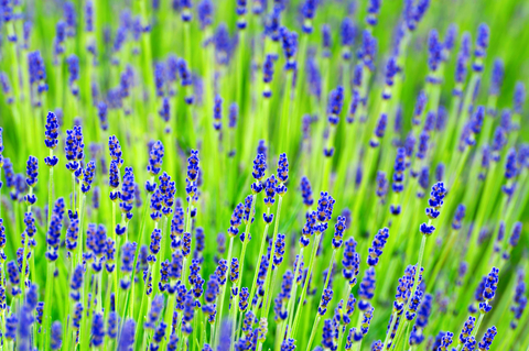 dreamstime_xs_31342093Lavender lavender hydrosol