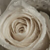 rose hydrosol 2