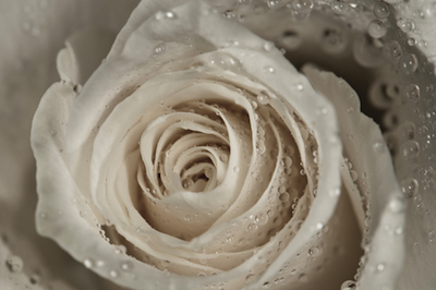 dreamstime_xs_22509586RoseHydro rose hydrosol 2