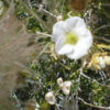Apache plume flower essence 2