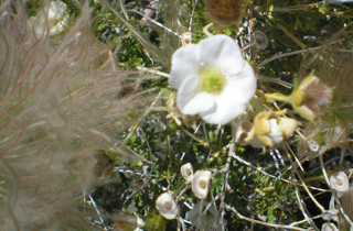 OLYMPUS DIGITAL CAMERA Apache plume flower essence 2
