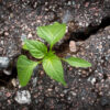asphalt gem elixir remedy 3