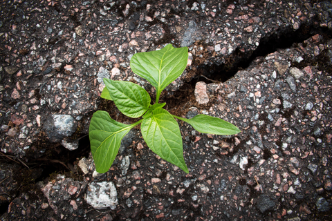 dreamstime_xs_53707018Asphalt asphalt gem elixir remedy 3