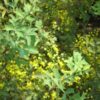 barberry flower essence 2