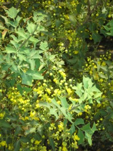 Barberry-225x300 barberry flower essence 2